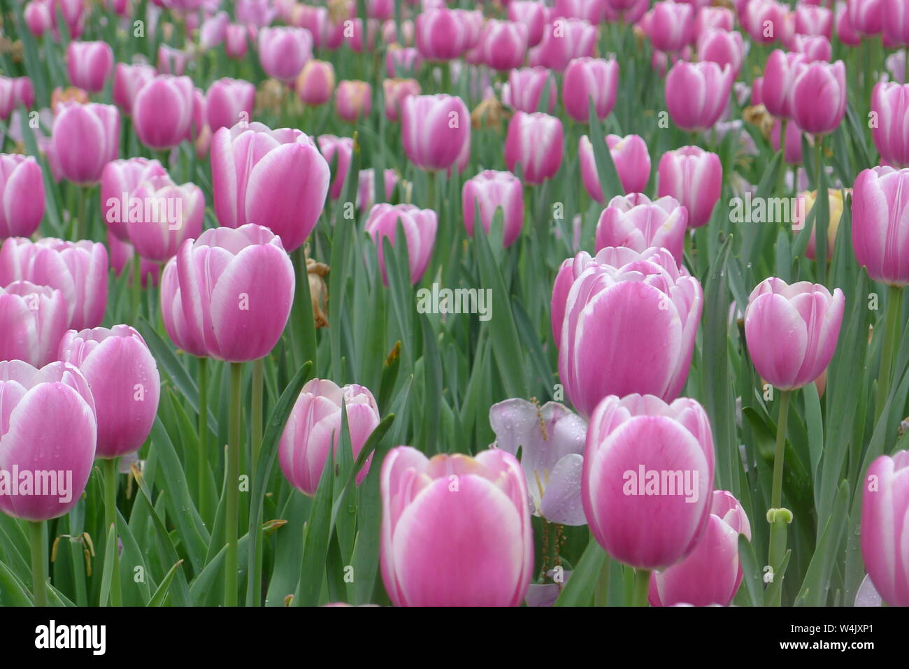 Purple Tulips in Dallas Arboretum and Botanical Garden Stock Photo Alamy