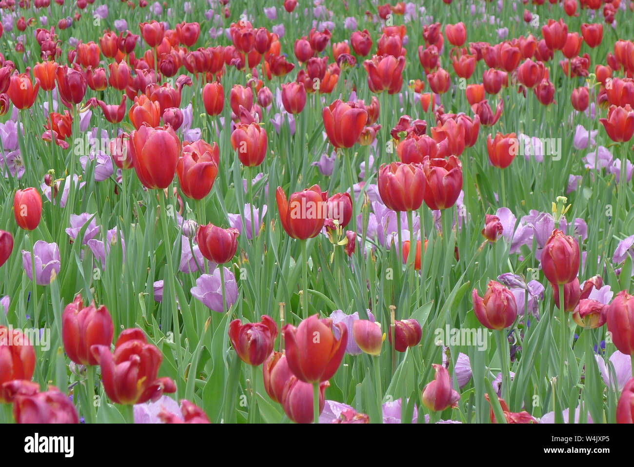 Red And Purple Tulips In Dallas Arboretum And Botanical Garden