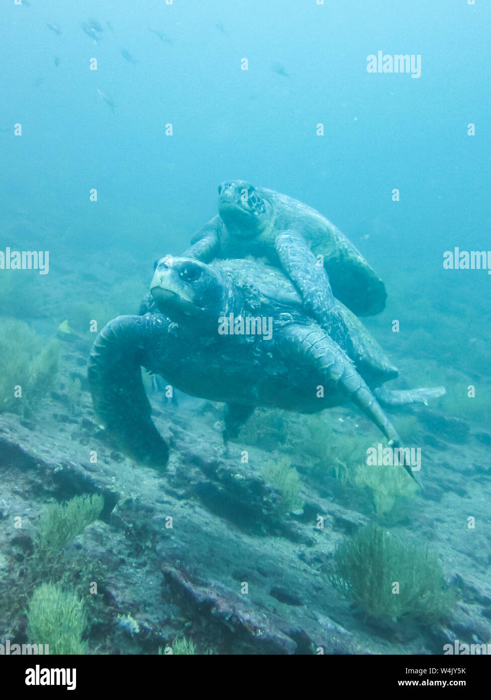 two Marine turtle mating underwater in galapagos islands, ecuador Stock ...