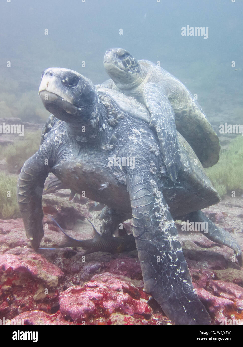 two Marine turtle mating underwater in galapagos islands, ecuador Stock ...