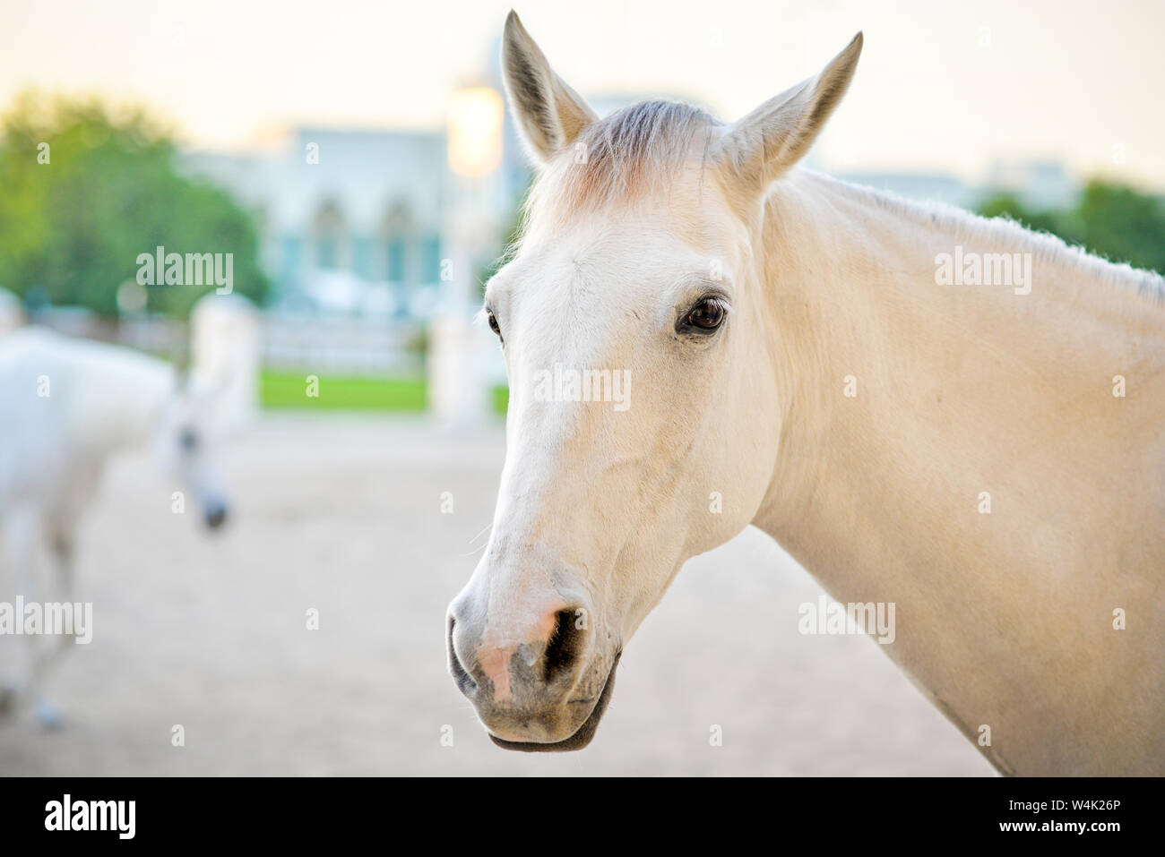 DOHA, QATAR - JANUARY 23, 2016:  Head of a white horse taken at the stable of the Doha souq at sunset during winter Stock Photo