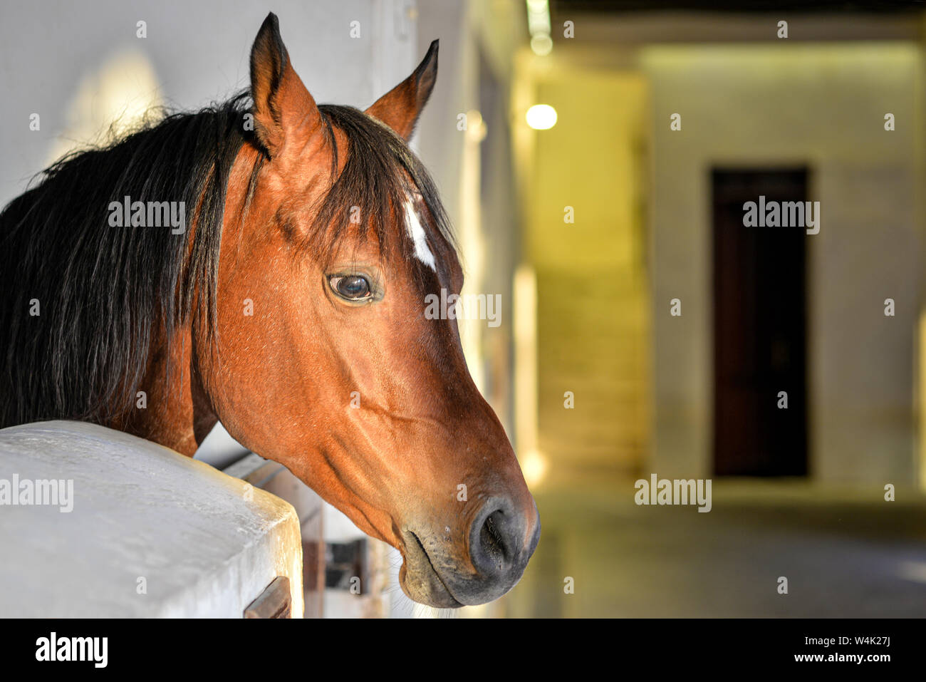 DOHA, QATAR - JANUARY 23, 2016:  Head of a brown horse taken at the stable of the Doha's old souq at the end of a winter afternoon Stock Photo