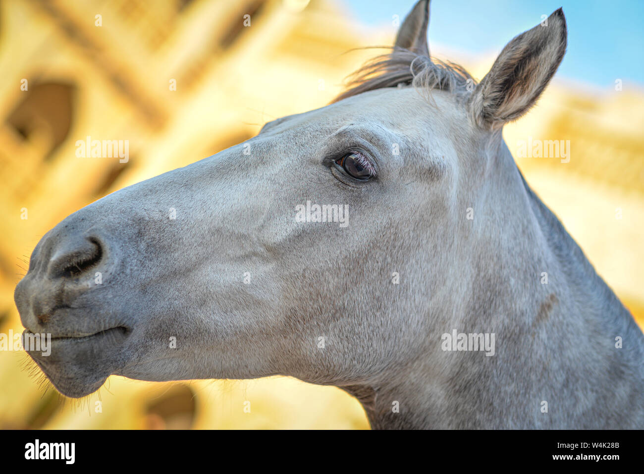 DOHA, QATAR - JANUARY 23, 2016:  Head of a white horse taken at the stable of the Doha's old souq at the end of a winter afternoon Stock Photo