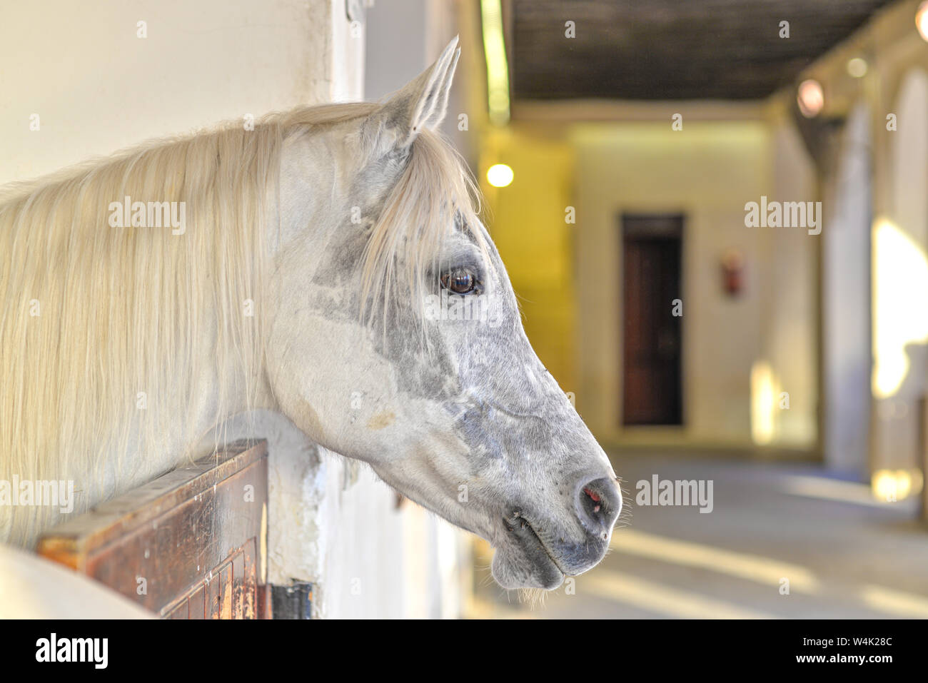 DOHA, QATAR - JANUARY 23, 2016:  Head of a white and grey horse taken at the stable of the Doha's old souq at the end of a winter afternoon Stock Photo