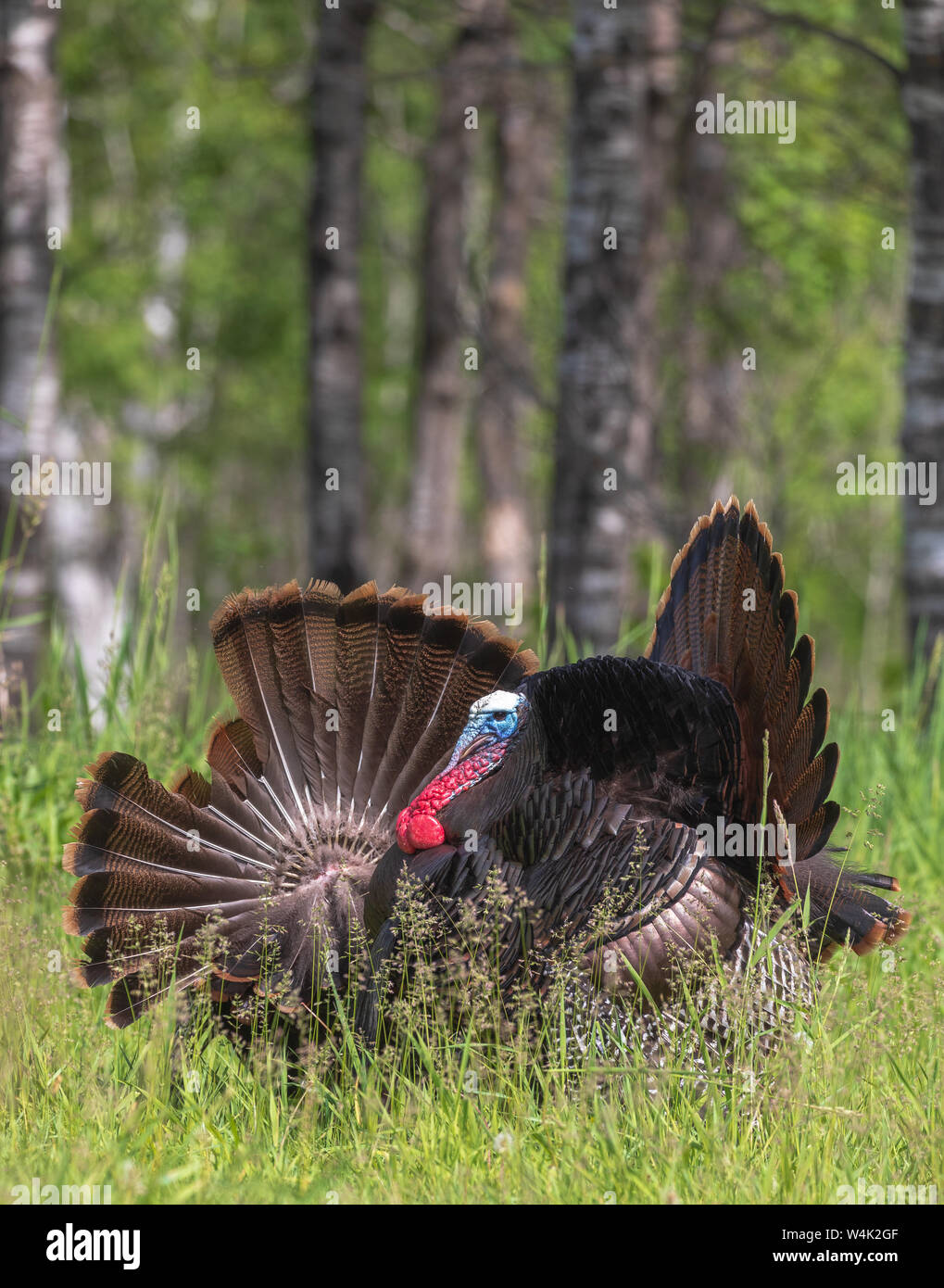 Tom and hen hires stock photography and images Alamy