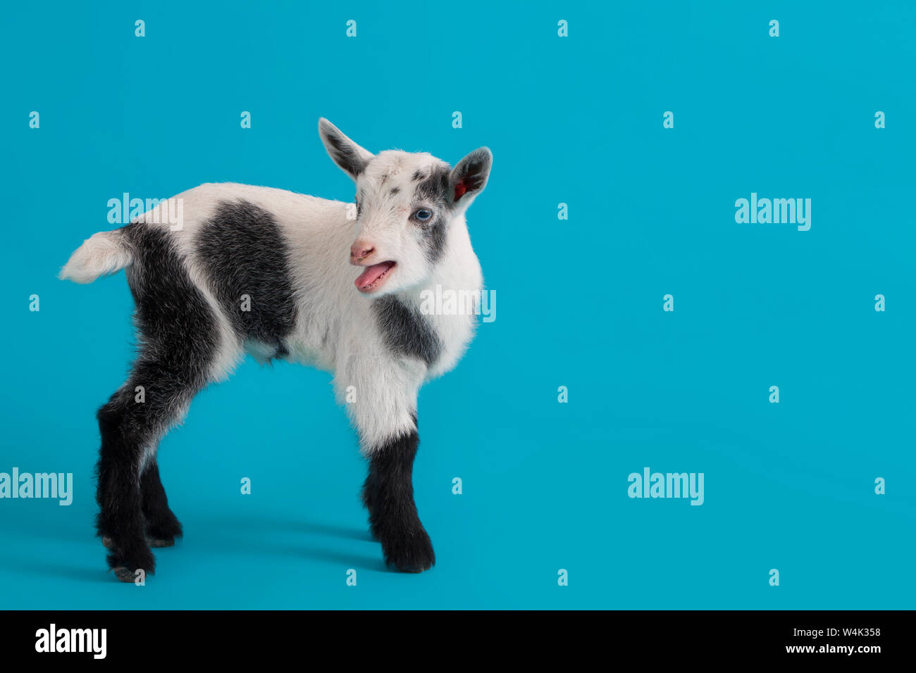 Baby Nigerian Dwarf Goat Cute Baby Nigerian Dwarf Goats Stock Photo