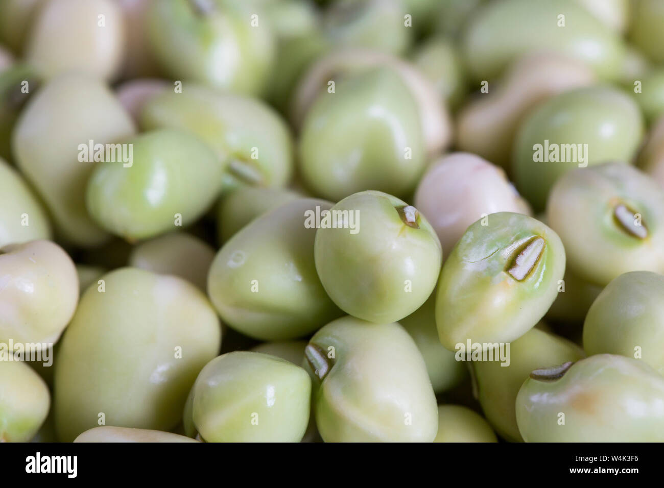 Fresh shelled zipper cream peas Stock Photo Alamy