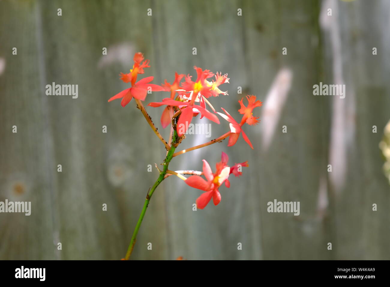 Close Up Reed Stem Epidendrum Orchids Stock Photo