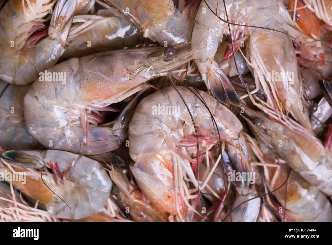 Gulf shrimp hires stock photography and images Alamy