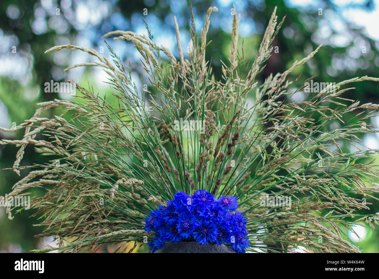 Bouquet of blue cornflowers decorated with grass Stock Photo