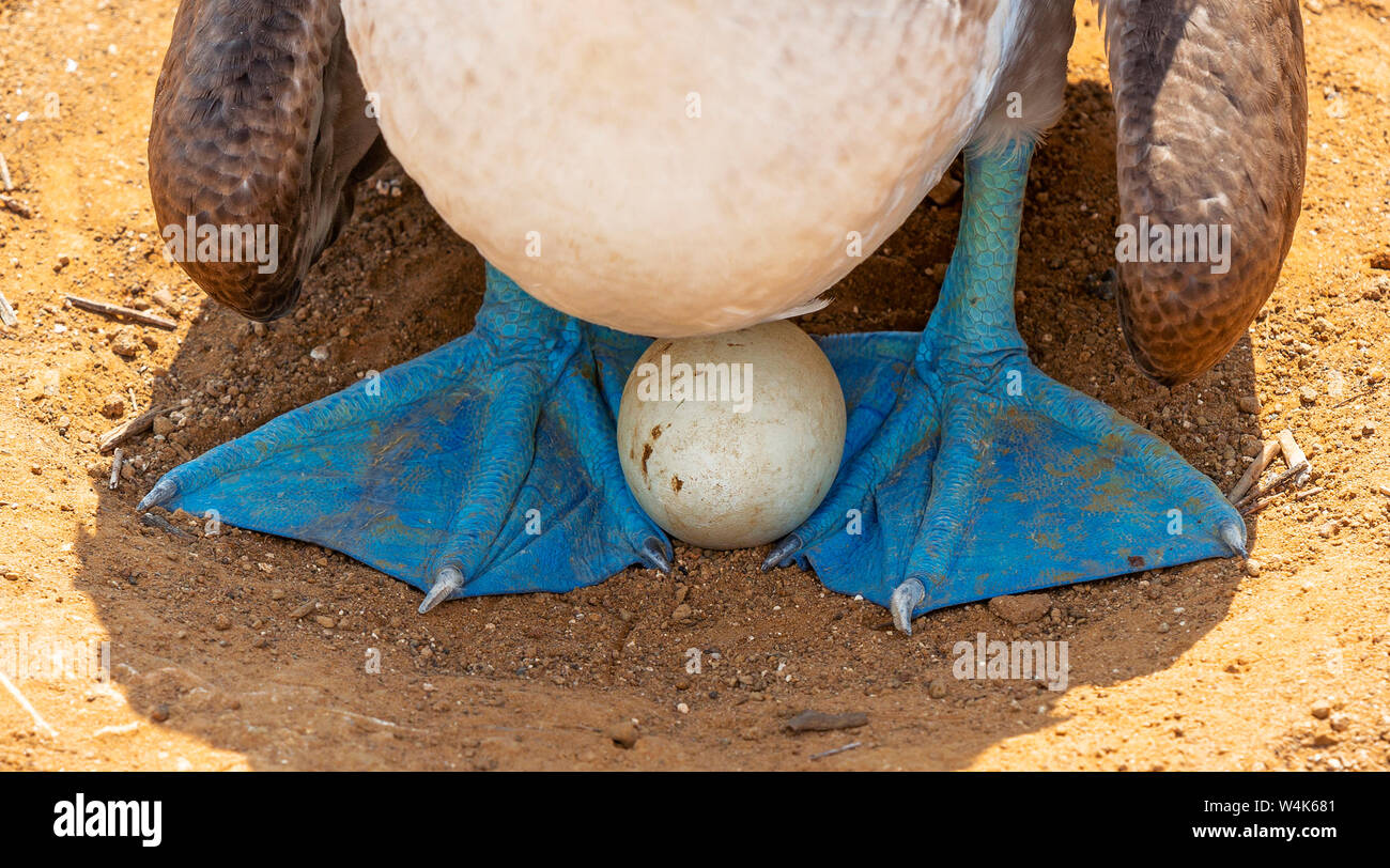 A blue footed booby (Sula nebouxii) with egg during the reproduction and nesting season, Espanola Island, Galapagos national park, Ecuador. Stock Photo