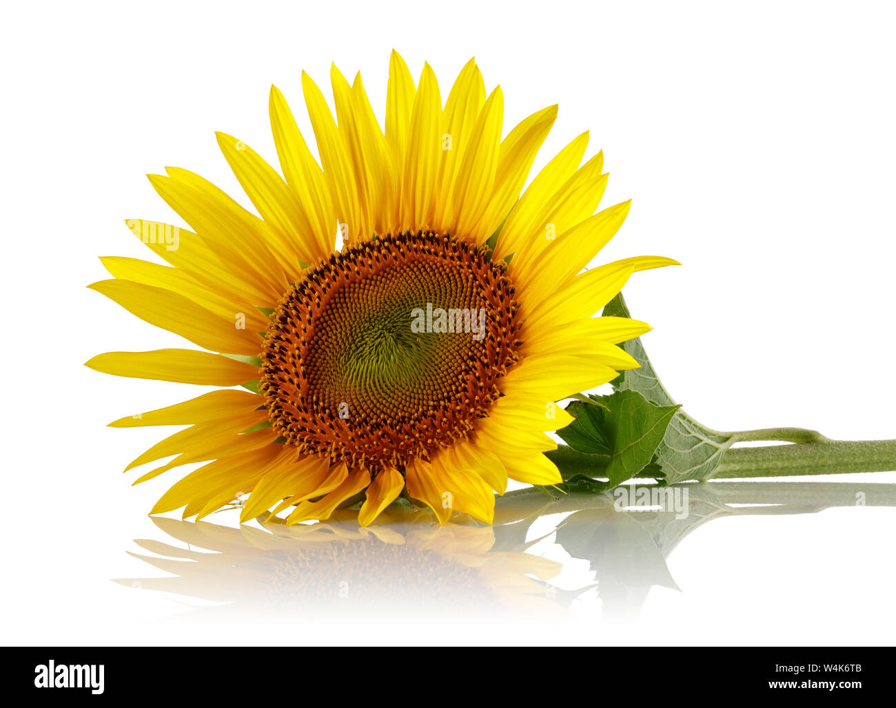 Single Sunflower isolated on white background Stock Photo - Alamy