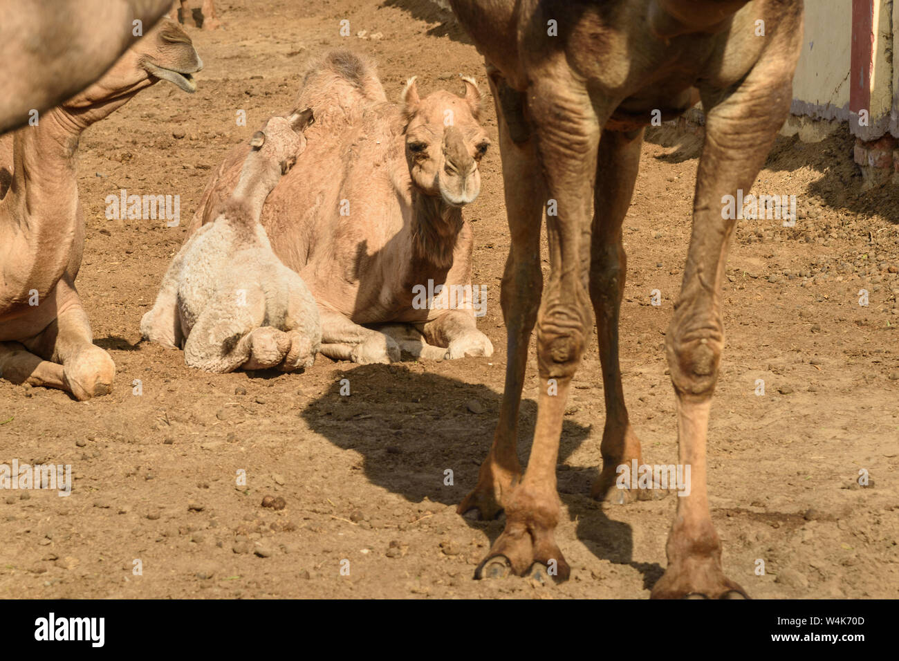 Baby Camel with Mother in National Research Centre on Camel. Bikaner ...
