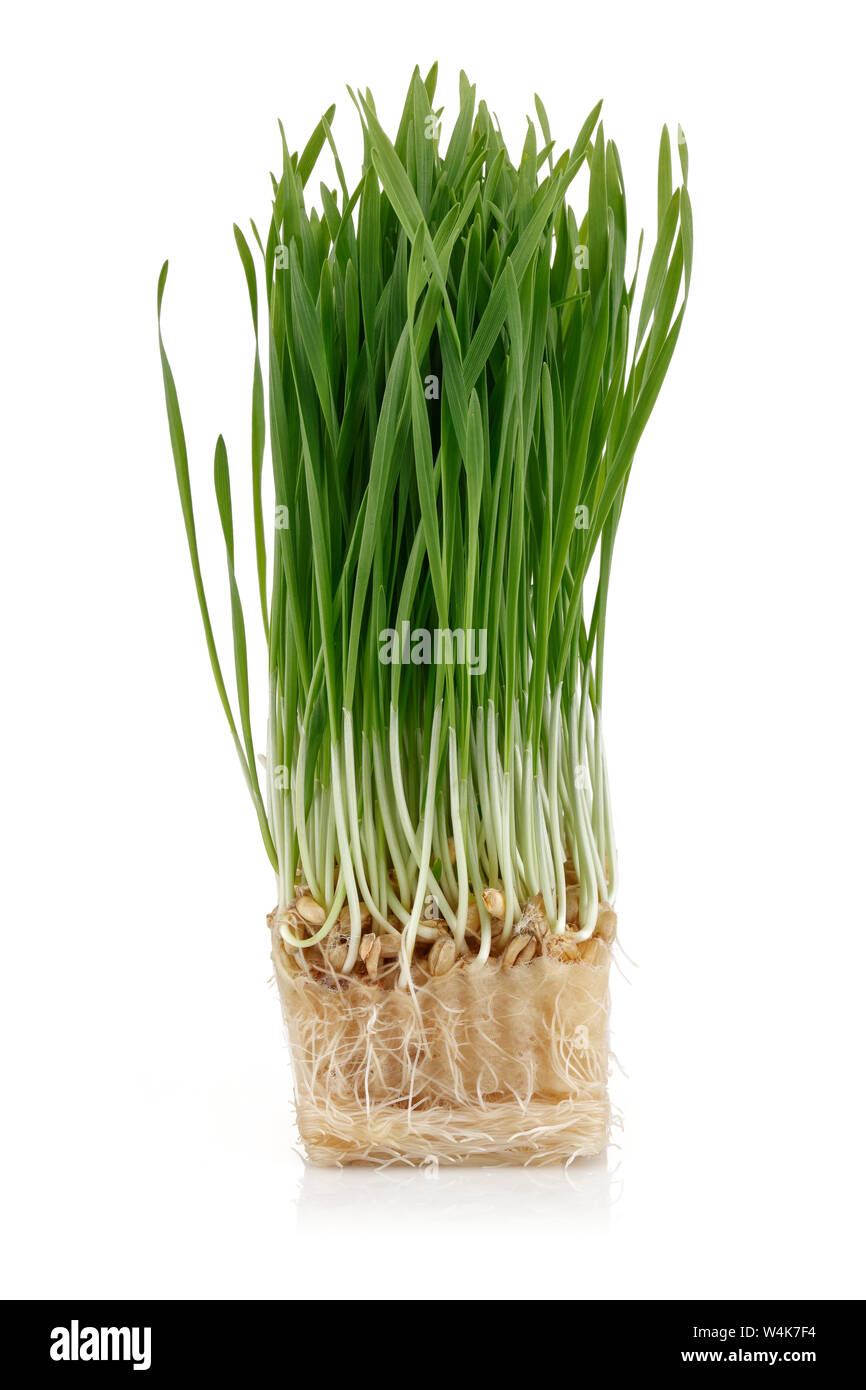 Green wheat sprouts isolated on white background Stock Photo