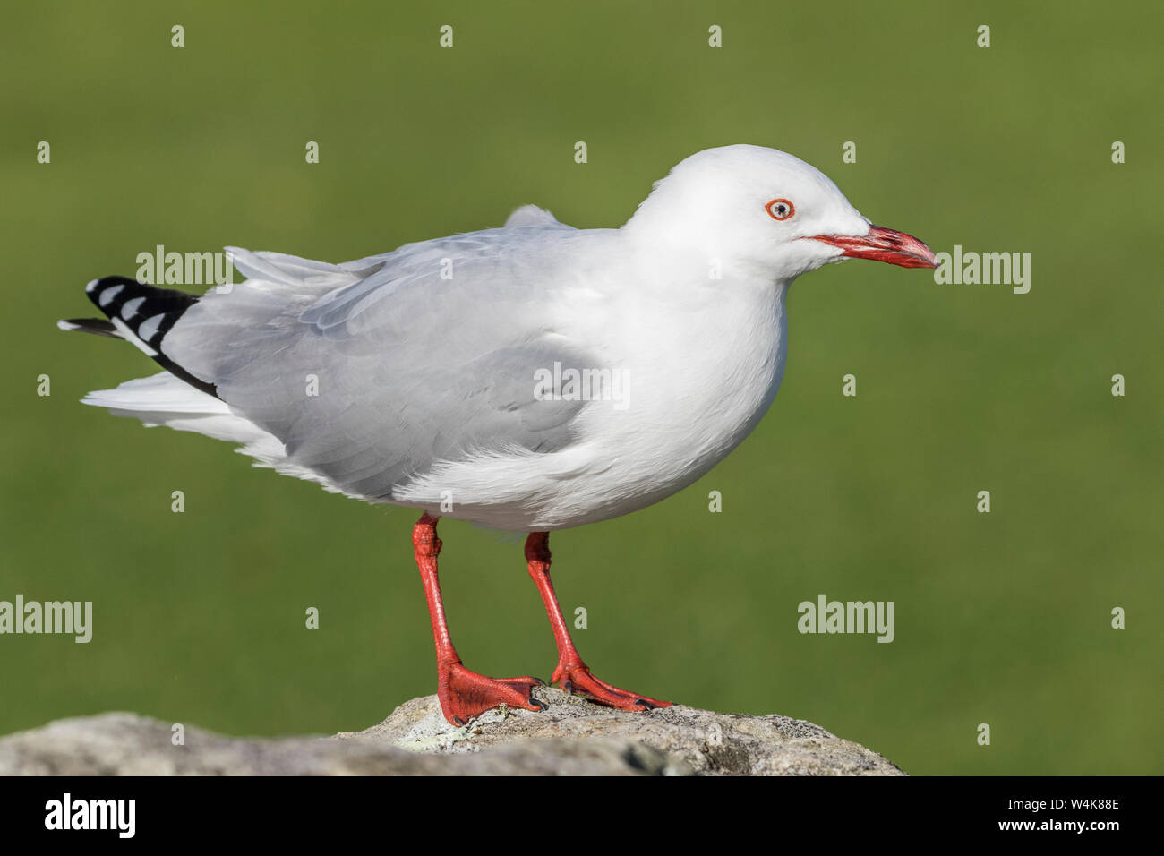 Red-billed gull ( Larus novaehollandiae ) Stock Photo