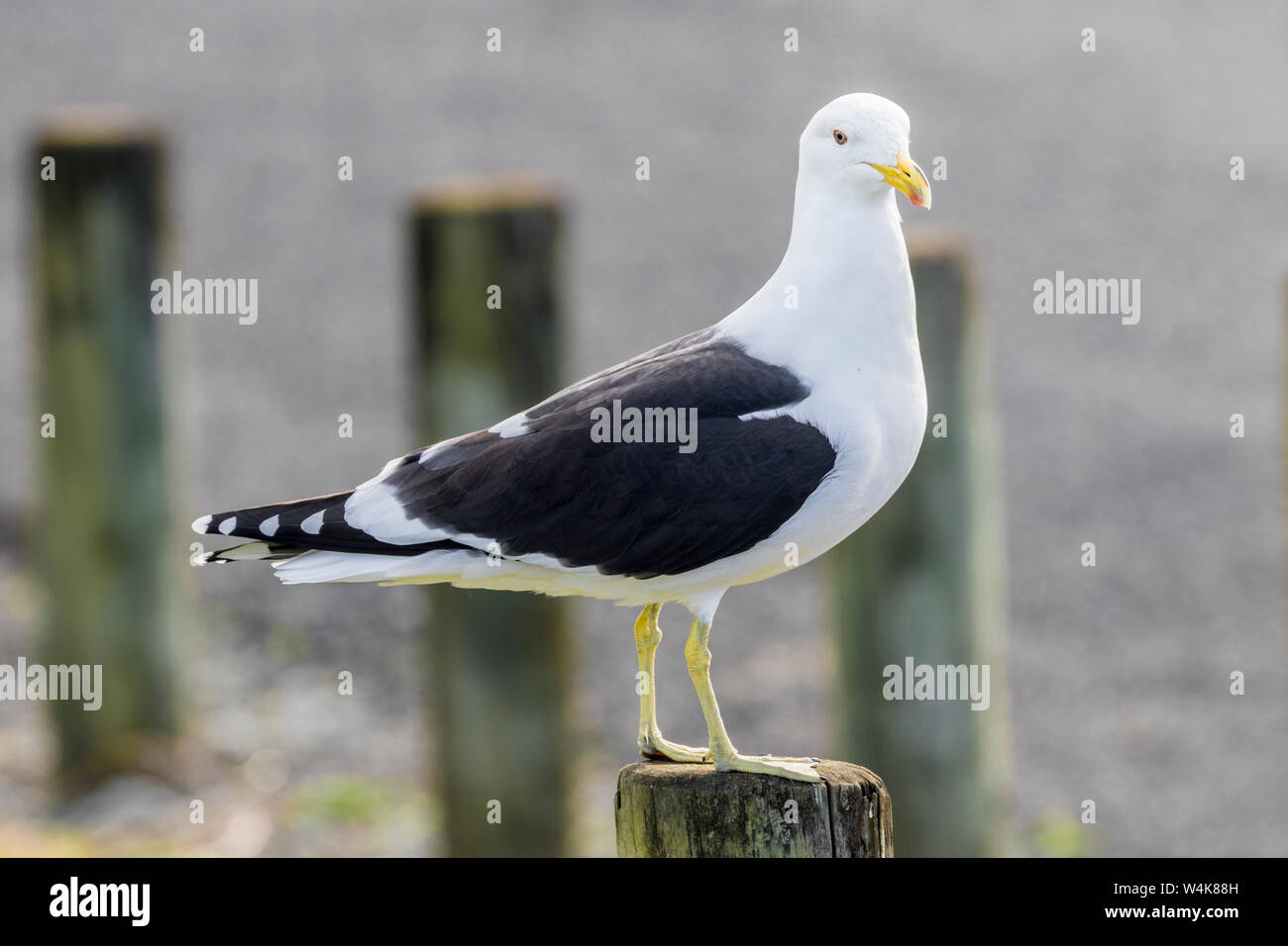 Southern black-backed gull ( Larus dominicanus ) Stock Photo