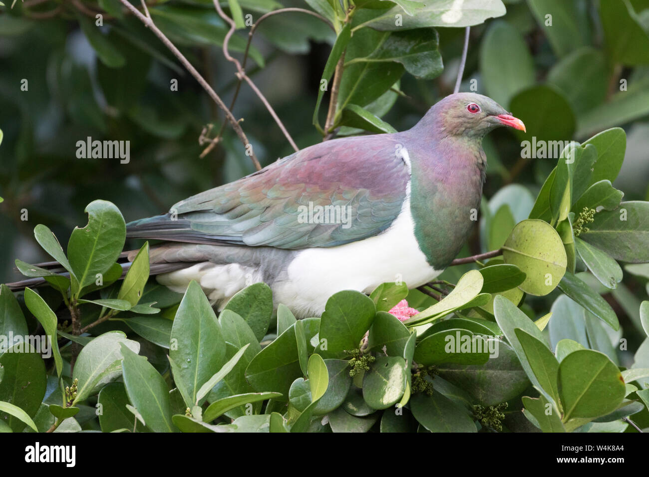 New Zealand pigeon ( Hemiphaga novaeseelandiae ) Stock Photo