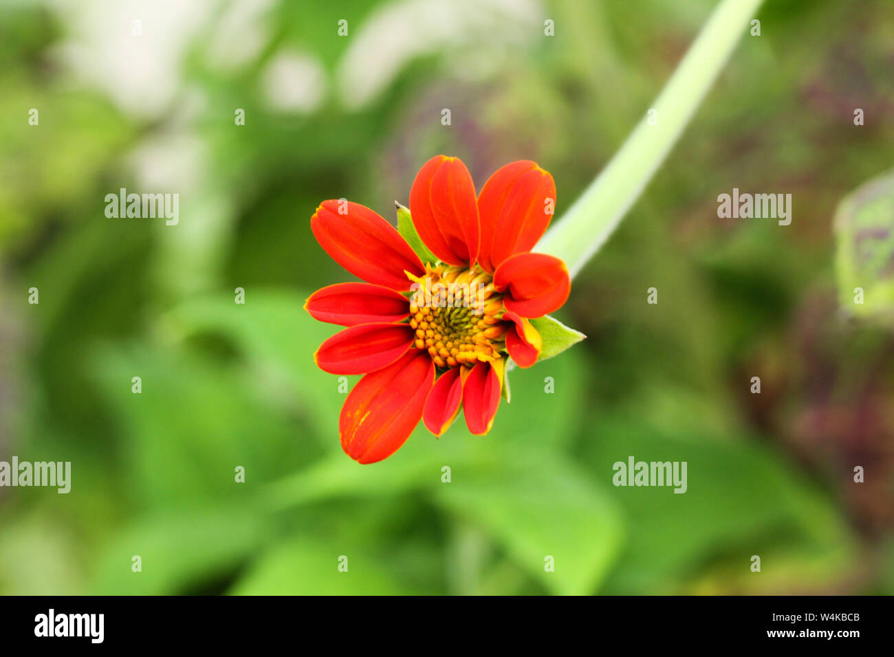 red color flower and plant beautiful nature Stock Photo Alamy