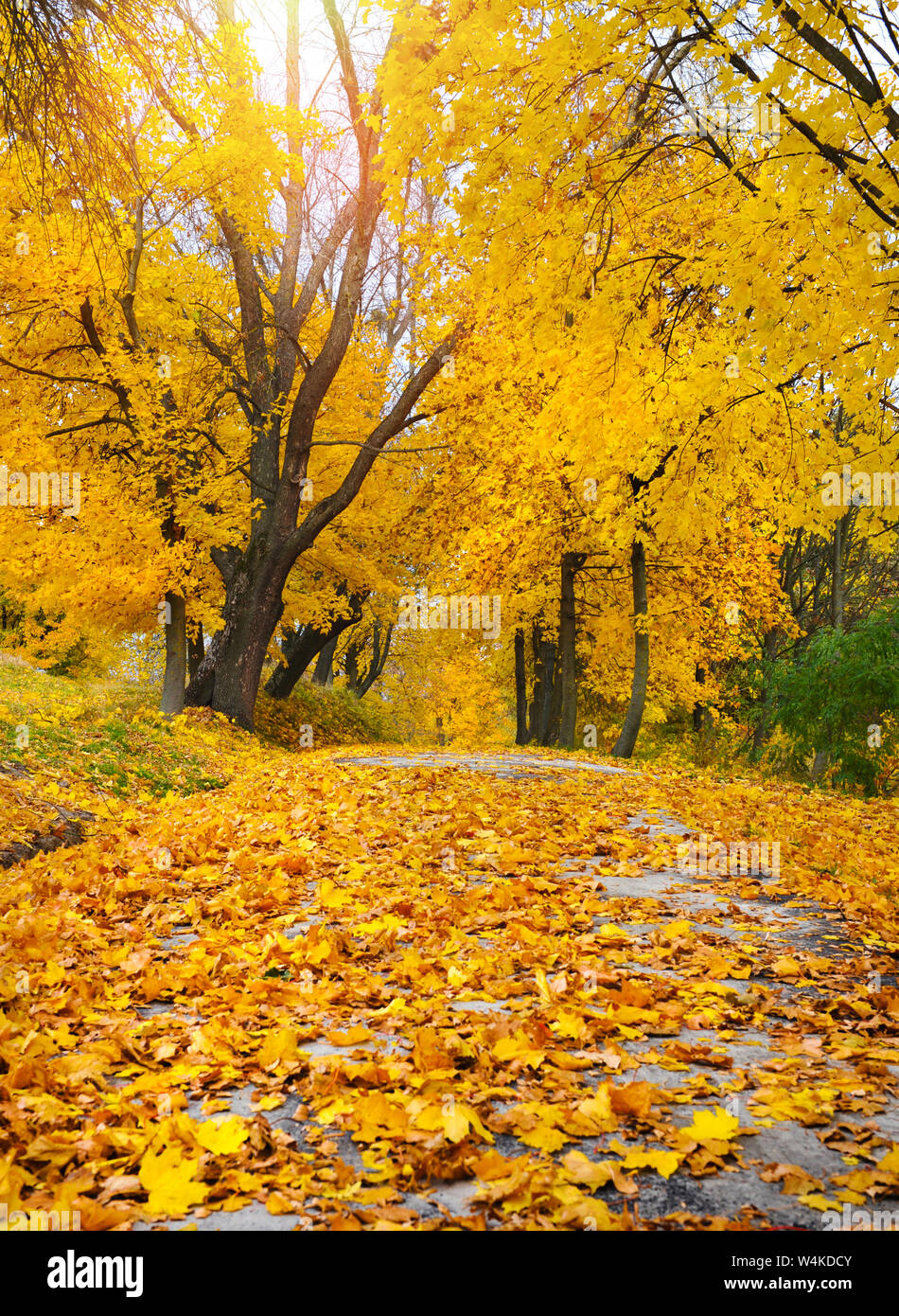 Beautiful romantic alley in a park with colorful trees and leaves ...