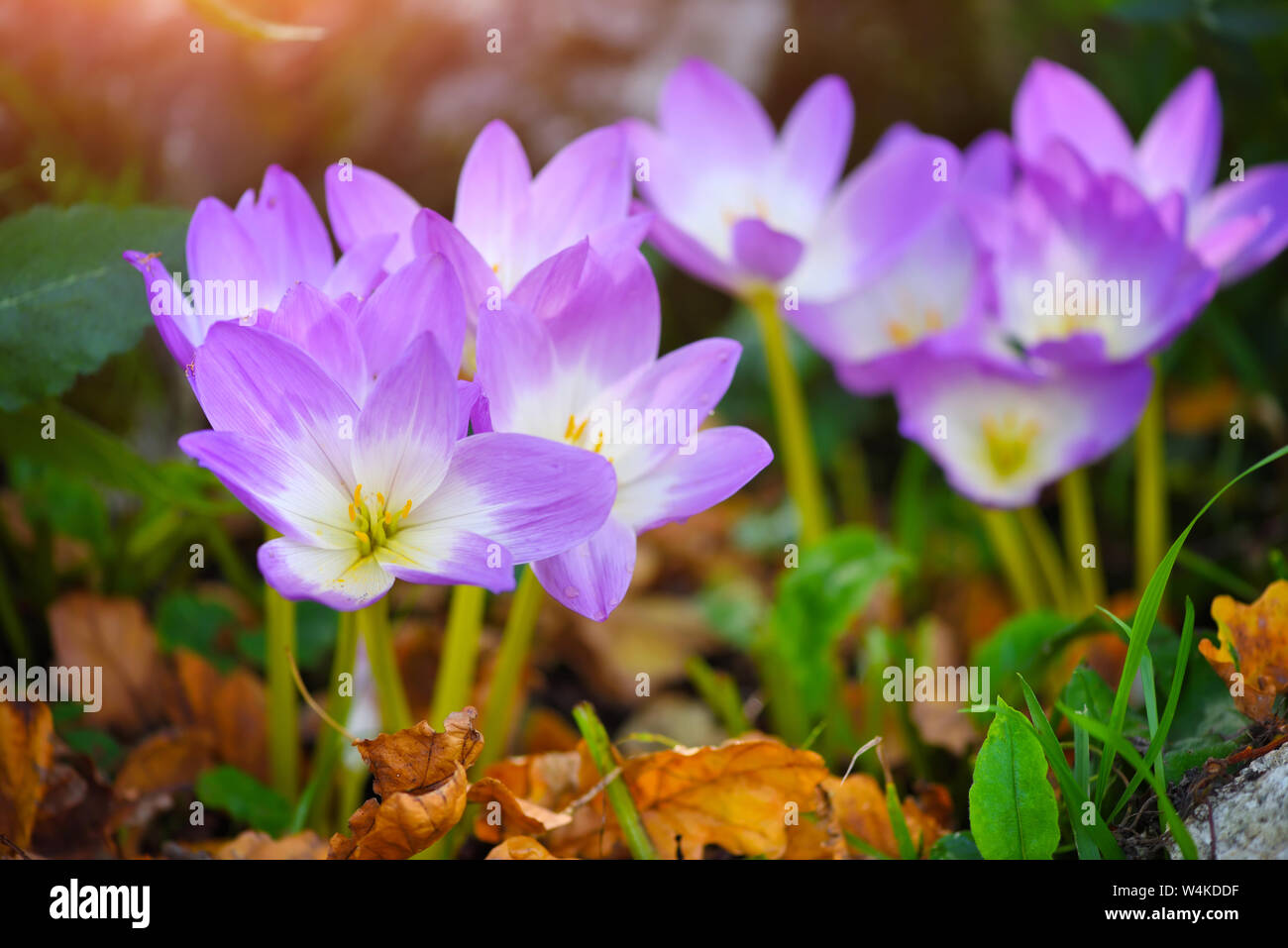 Nice dewy flowers in the autumn (Colchicum autumnale) Stock Photo
