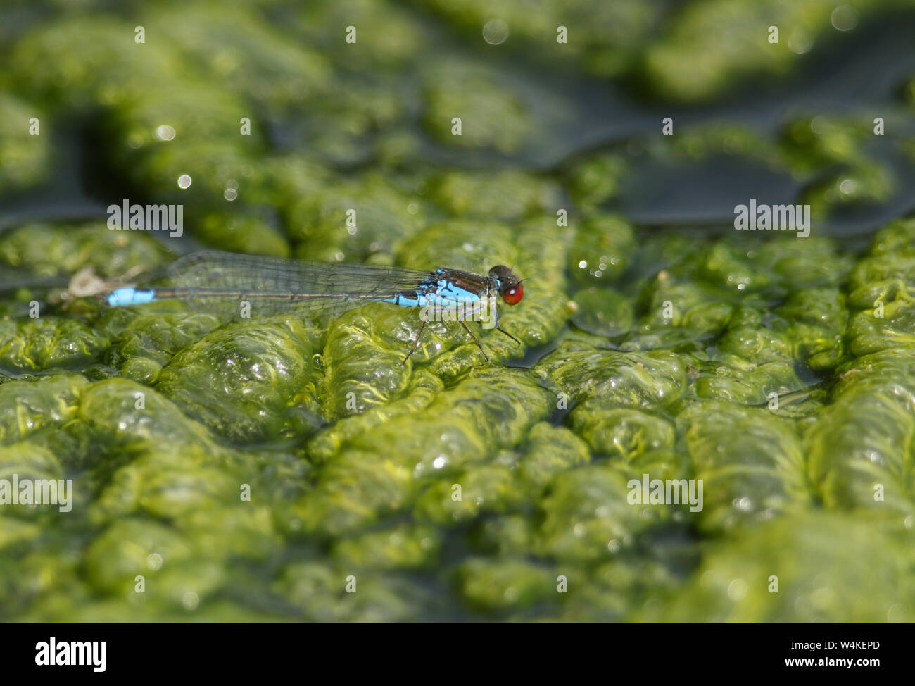 Blanket weed hires stock photography and images Alamy