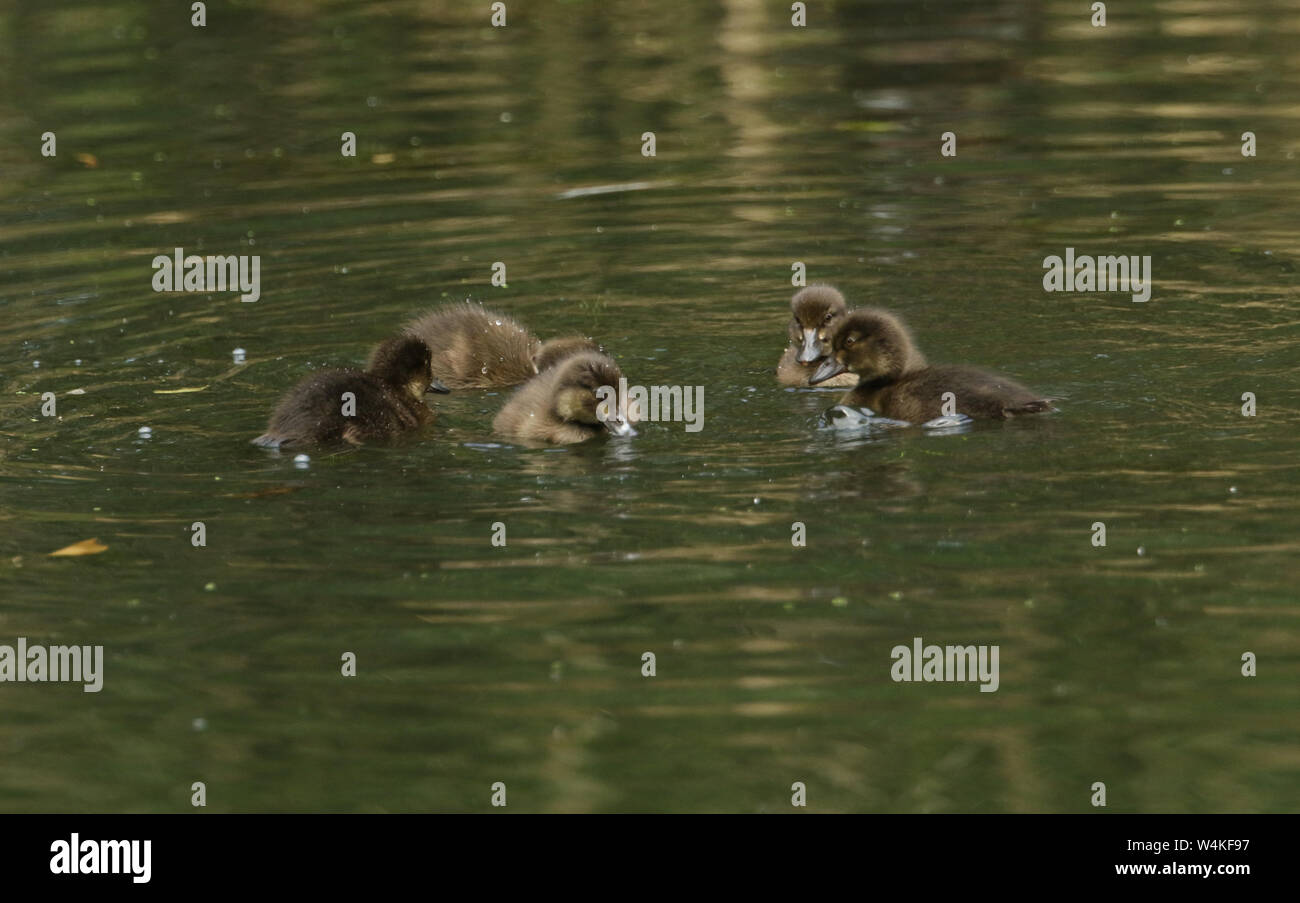 A family of cute Tufted Duck duckling, Aythya fuligula, swimming on a lake. They have been diving under the water feeding. Stock Photo