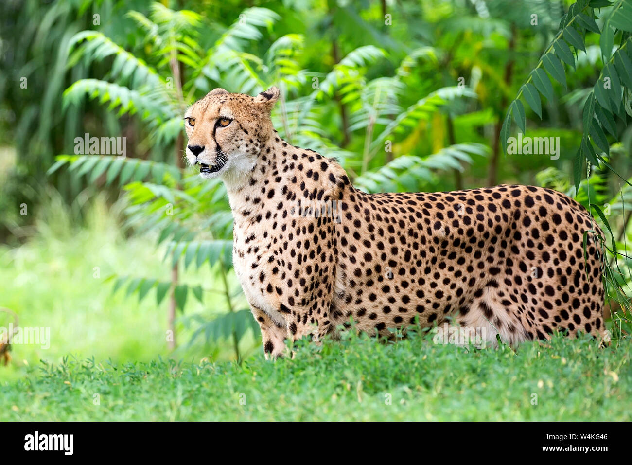 Cheetah in a clearing Stock Photo