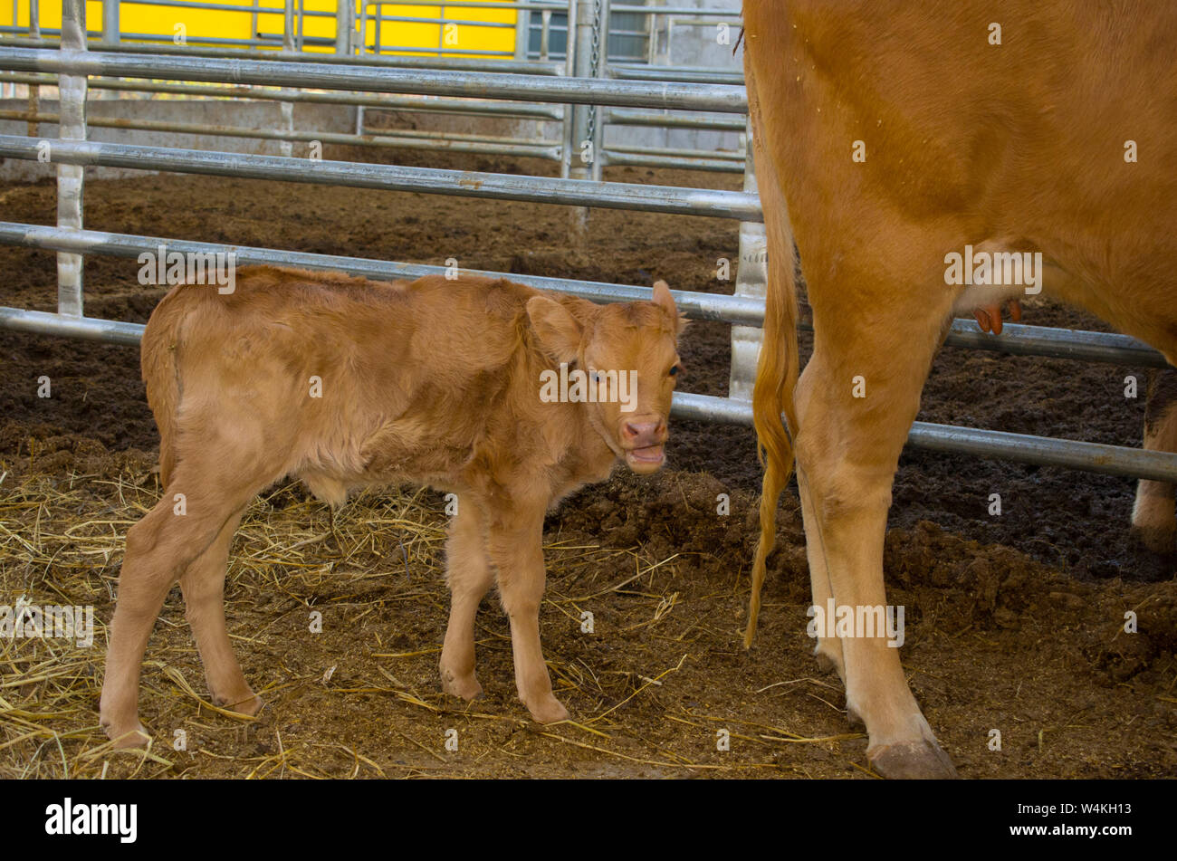 cow and calf Stock Photo - Alamy