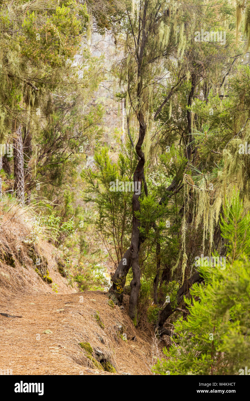 Track through the forest on a misty day walking in the Los Organos area of La Orotava, Tenerife, Canary Islands, Spain Stock Photo