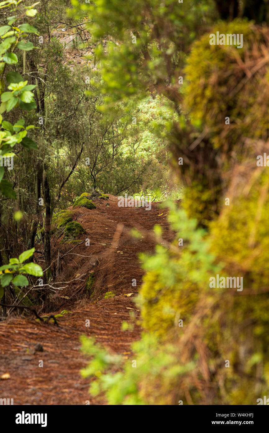 Track through the forest on a misty day walking in the Los Organos area of La Orotava, Tenerife, Canary Islands, Spain Stock Photo
