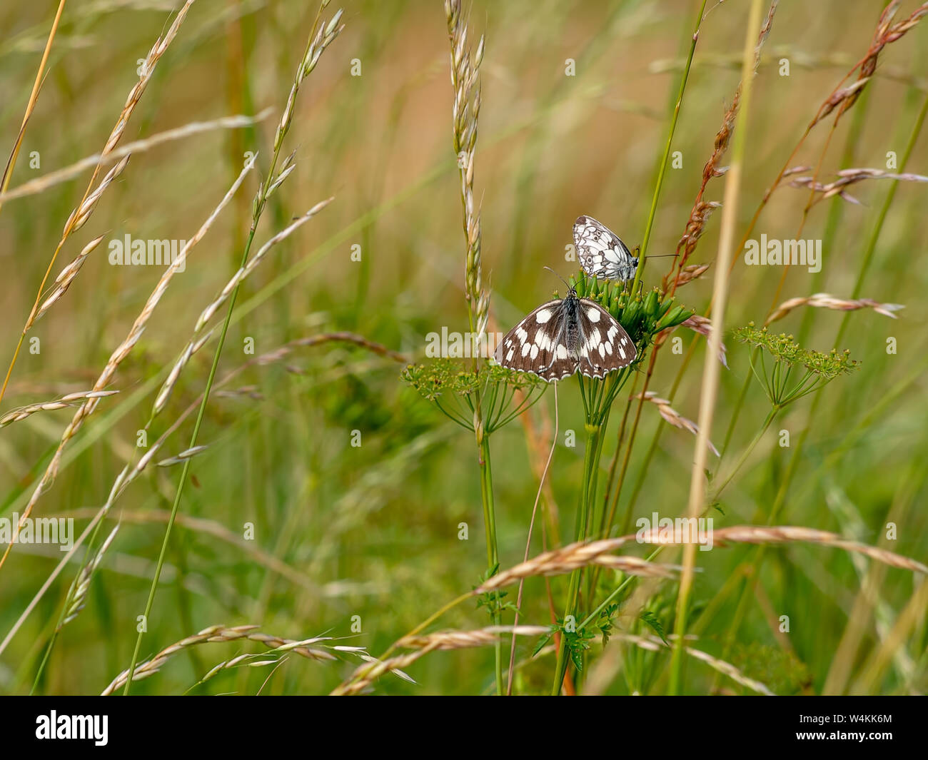 Two Marbled white butterflies in habitat, nature. Melanargia galathea overhead and profile views. Stock Photo