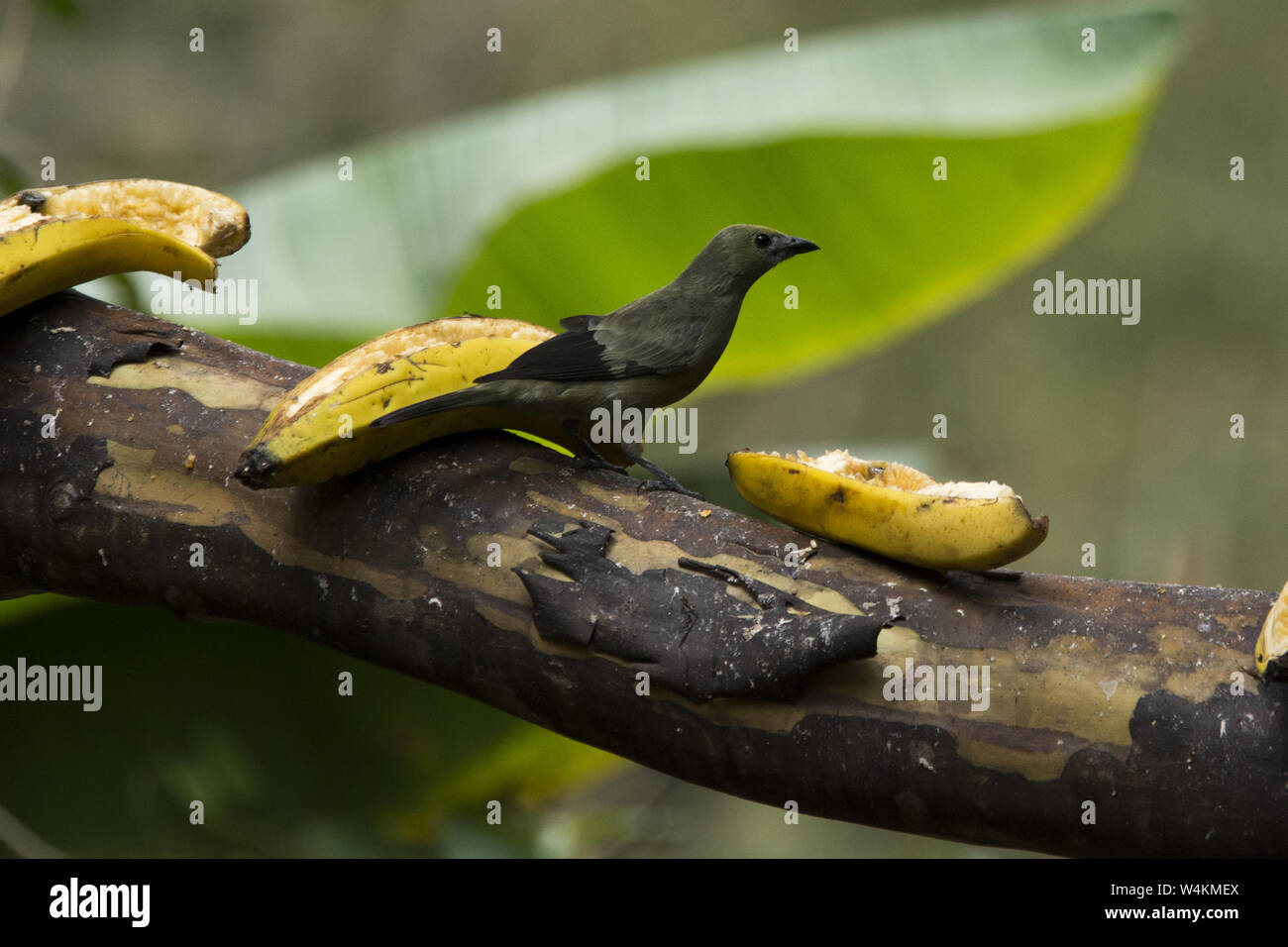 palm tanager in the subtropical rain forest that covers the western slopes of the Andes at Alambi hummingbird paradise in Ecuador. Stock Photo