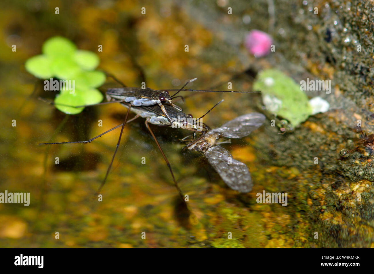 Pond Skaters (Gerris lacustris) mating on a garden pond as the female feeds on a fly Stock Photo