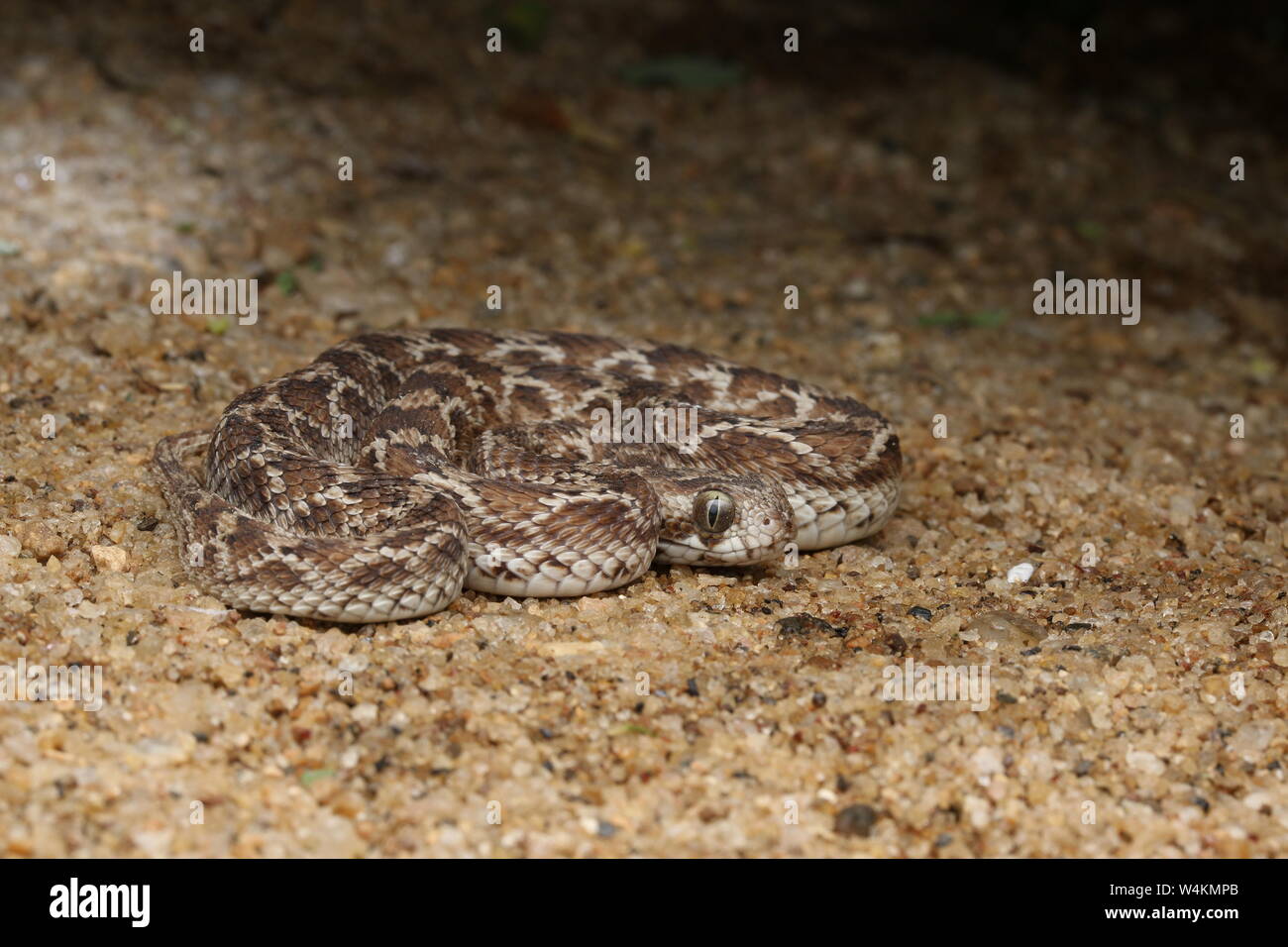Saw-Scaled Viper, Echis carinatus a venomous snake in Sri Lanka and India Stock Photo