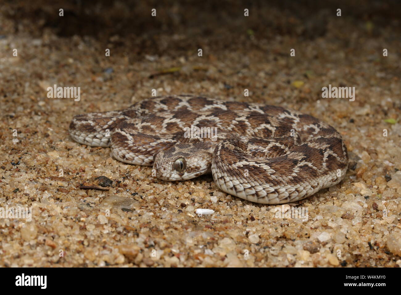 Saw-Scaled Viper, Echis carinatus a venomous snake in Sri Lanka and India  Stock Photo - Alamy