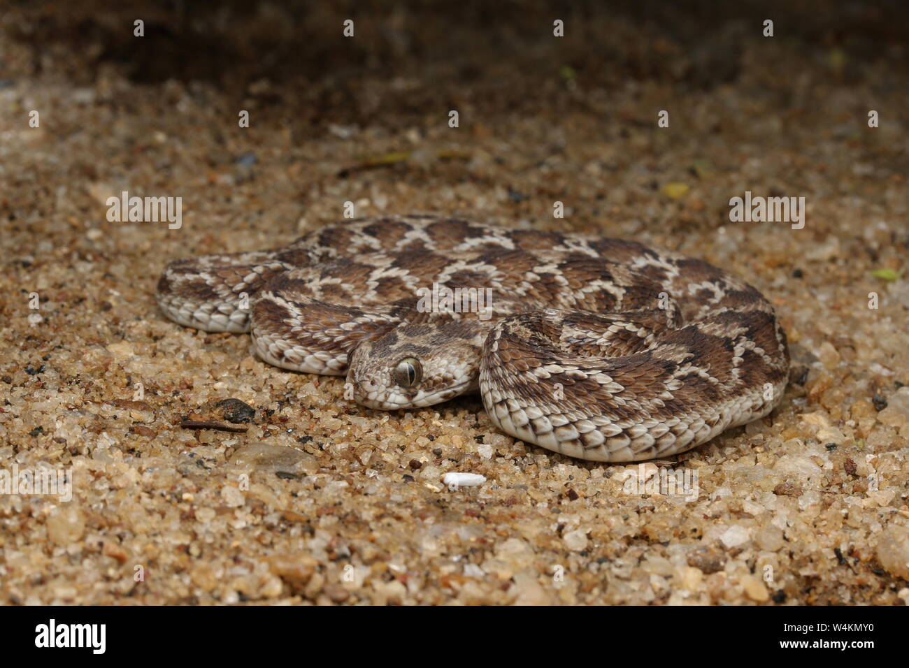 SawScaled Viper, Echis carinatus a venomous snake in Sri Lanka and