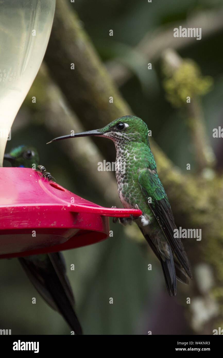 White Necked Jacobin Sucking On A Red Feeder In Subtropical Rain