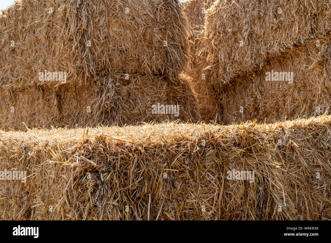 Wheat hay bales after harvest Stock Photo Alamy