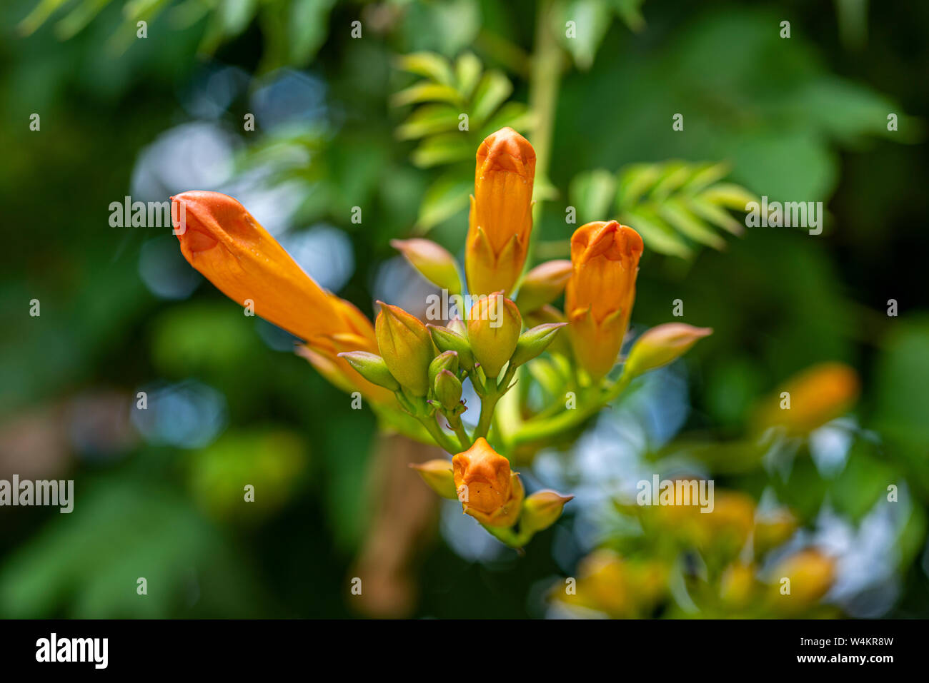 Beautiful flowers of the trumpet vine or trumpet creeper-Campsis radicans Stock Photo