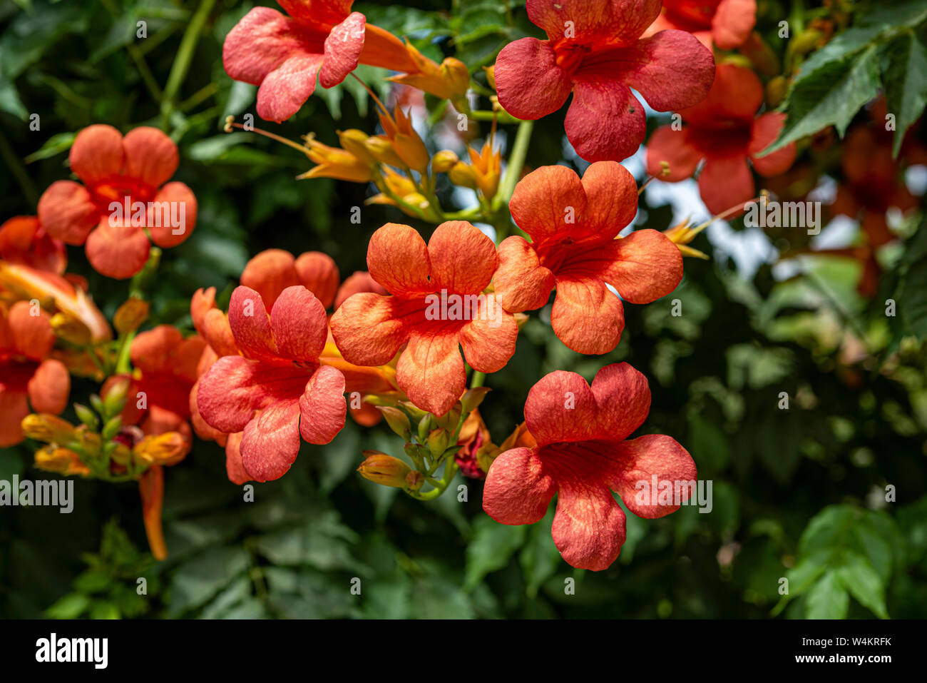 Beautiful flowers of the trumpet vine or trumpet creeperCampsis radicans Stock Photo Alamy