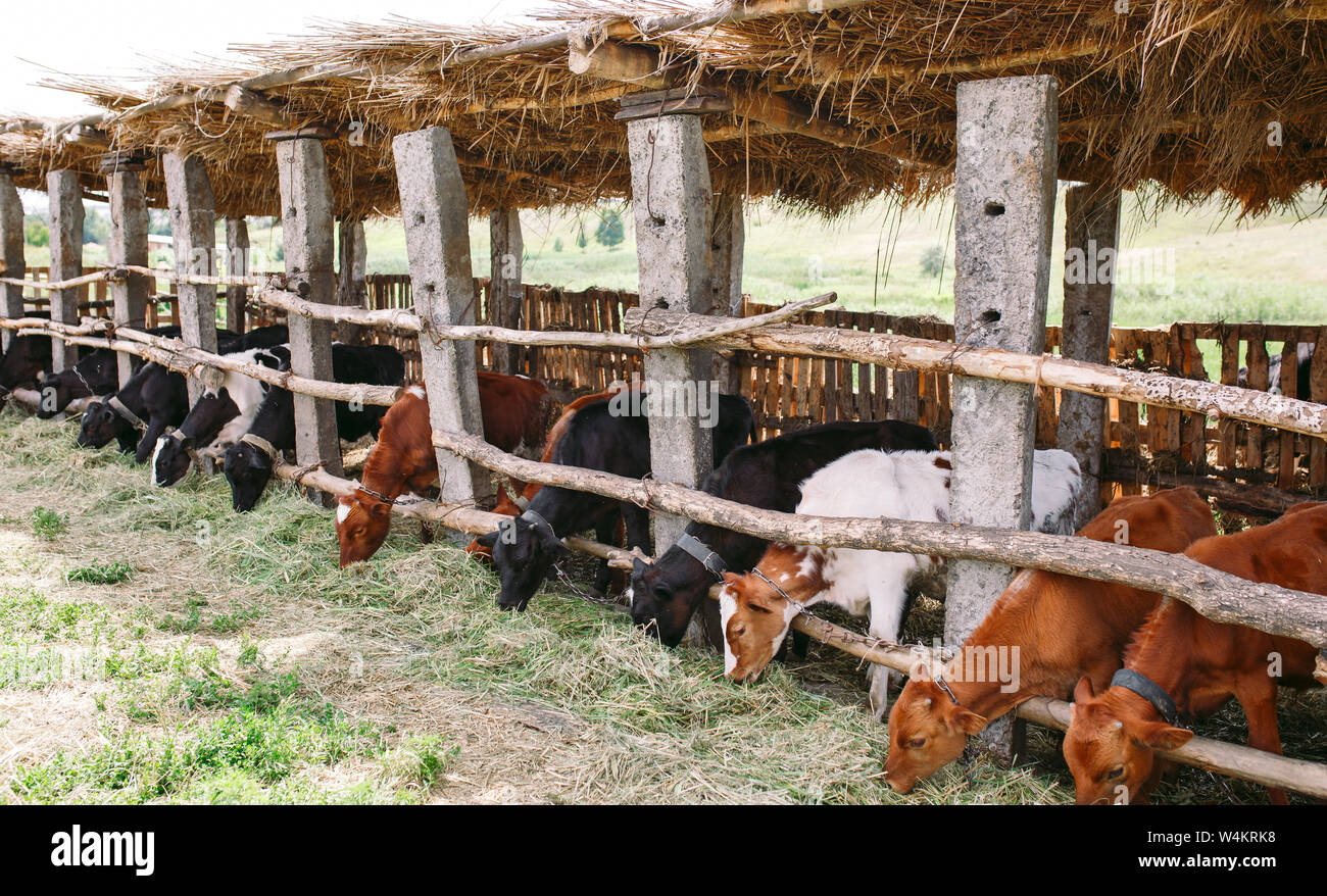 agriculture industry, farming and animal husbandry concept. herd of cows in cowshed on dairy farm Stock Photo