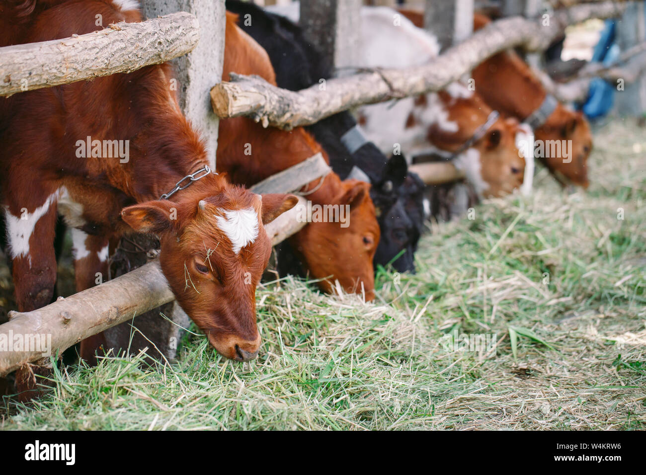 agriculture industry, farming and animal husbandry concept. herd of cows in cowshed on dairy farm Stock Photo