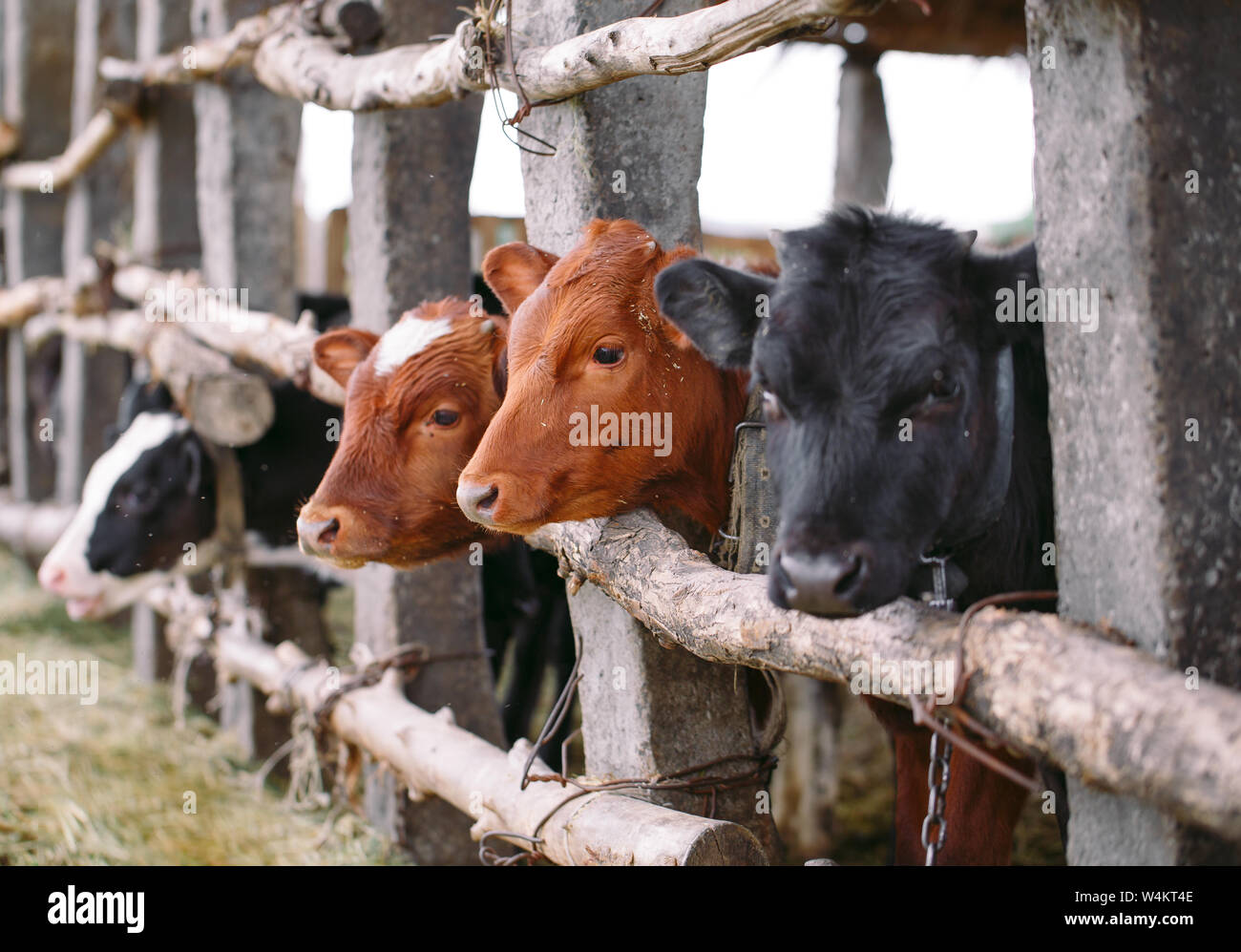 agriculture industry, farming and animal husbandry concept. herd of cows in cowshed on dairy farm Stock Photo - Alamy agriculture industry, farming and animal husbandry concept. herd of cows in cowshed on dairy farm Stock Photo - Alamy