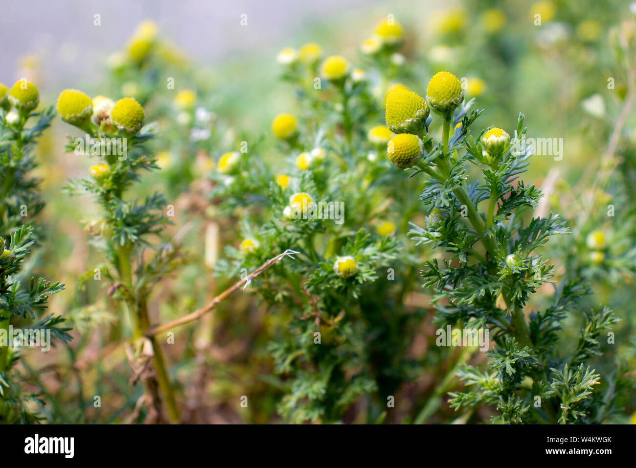 Pineappleweed hires stock photography and images Alamy
