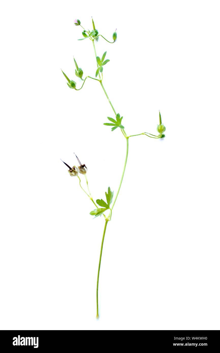 Small-flowered crane's-bill (Geraniaceae) on white background Stock Photo