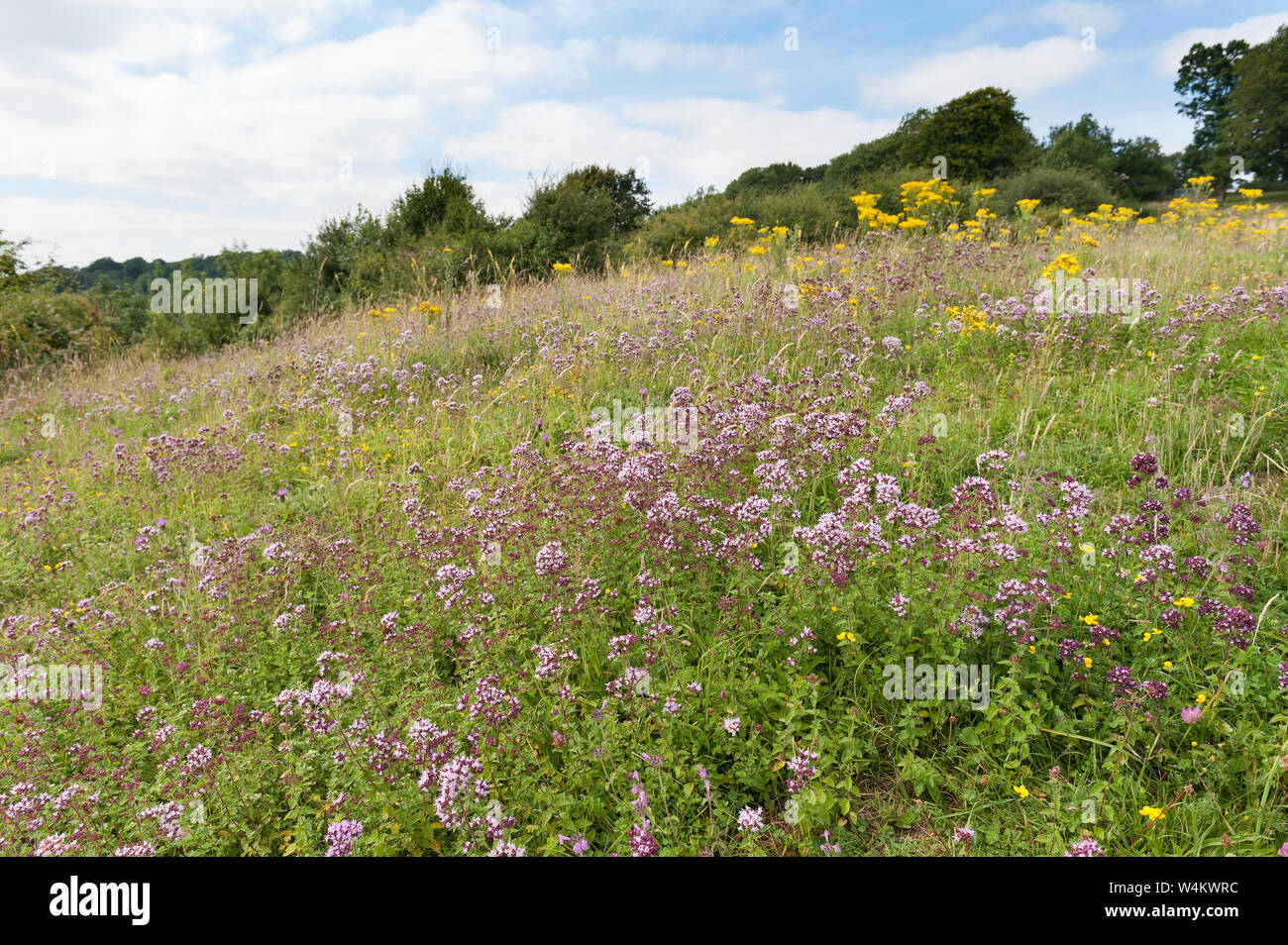 Wild natural chalk grassland meadow with diversity of plant species