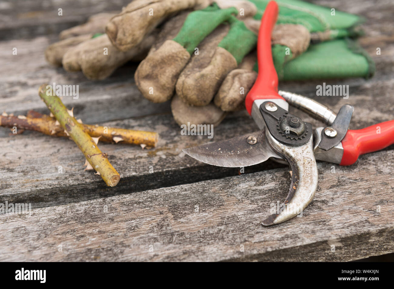 Need to wear thick protective gardening gloves when pruning thorns and roses as very sharp pointed prickles, tools secateurs laid down after gardening Stock Photo