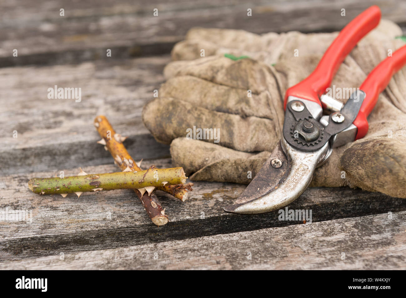Need to wear thick protective gardening gloves when pruning thorns and roses as very sharp pointed prickles, tools secateurs laid down after gardening Stock Photo
