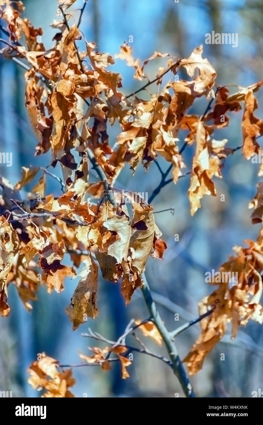 A close up of dried up and dead maple leaves. Stock Photo