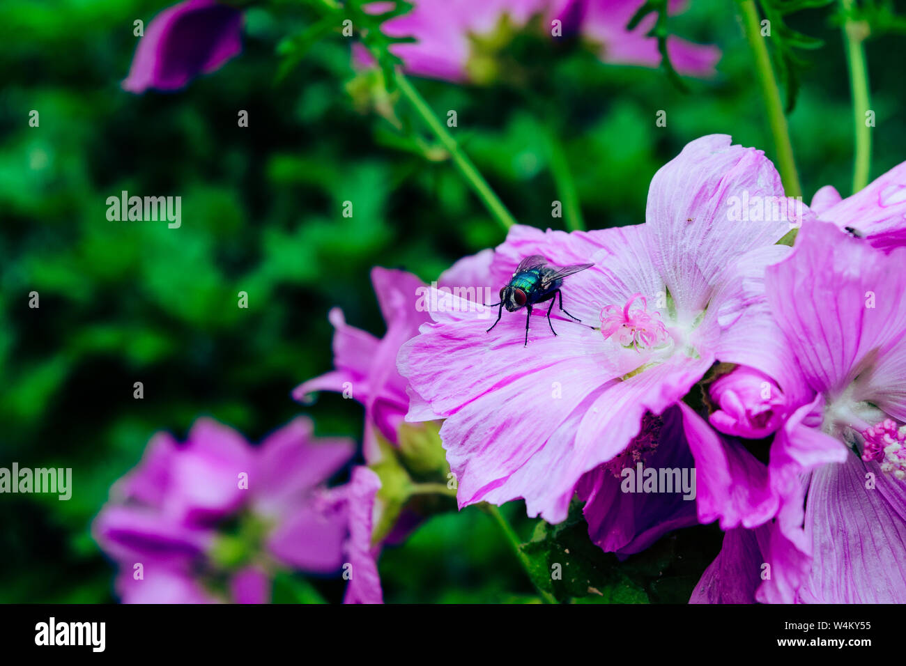 Calliphora Wings High Resolution Stock Photography and Images - Alamy